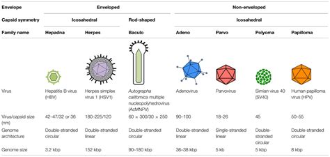 hpv pictures - pictures, photos