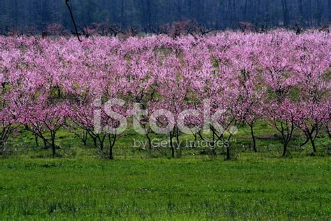 Peach Orchard Stock Photo | Royalty-Free | FreeImages