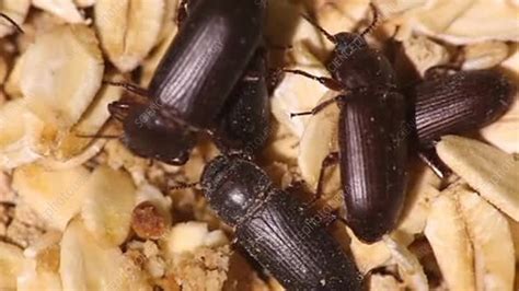 Yellow mealworm beetle infestation - Stock Video Clip - K003/6208 ...