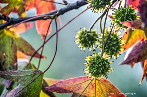 Liquidambar Styraciflua, in Other Words: the Sweet Gum Tree - 3Develop ...