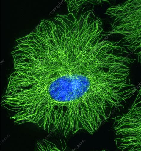 Cell microtubules, light micrograph - Stock Image - G450/0120 - Science ...