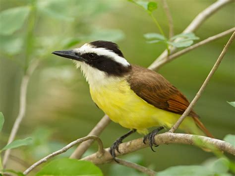 Great Kiskadee - eBird