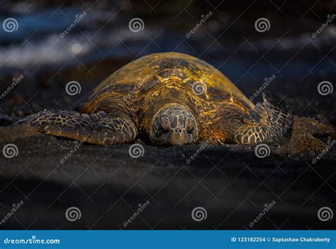 Green Sea Turtle on a Black Sand Beach Stock Photo - Image of marine ...