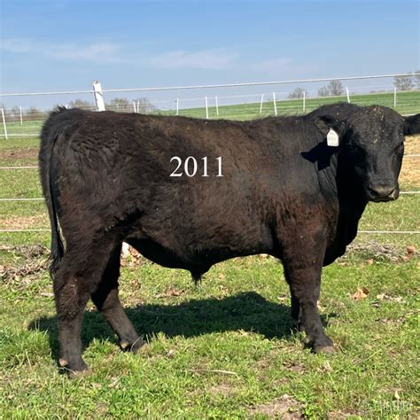 2023 YEARLING BULLS | Fish Branch Angus