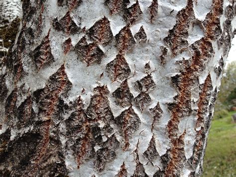 Populus alba (white poplar) bark