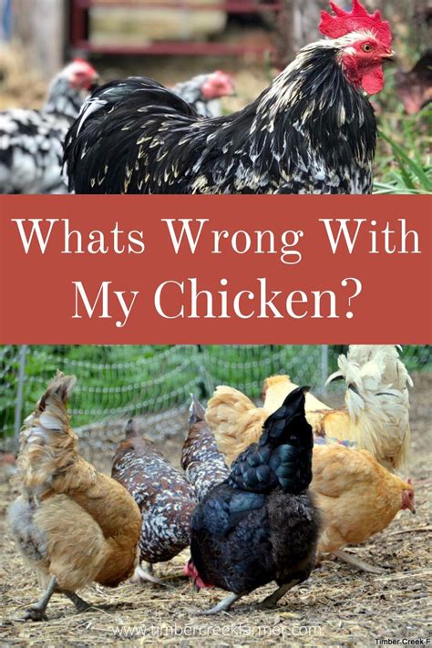 Sick Chicken Symptoms You Should Recognize in 2021 | Chickens backyard, Chicken sickness ...