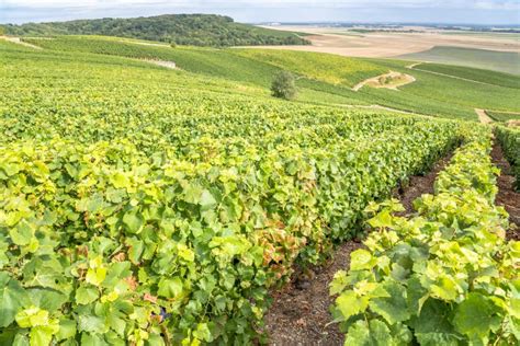 Champagne Vineyards, France Stock Photo - Image of clicquot ...