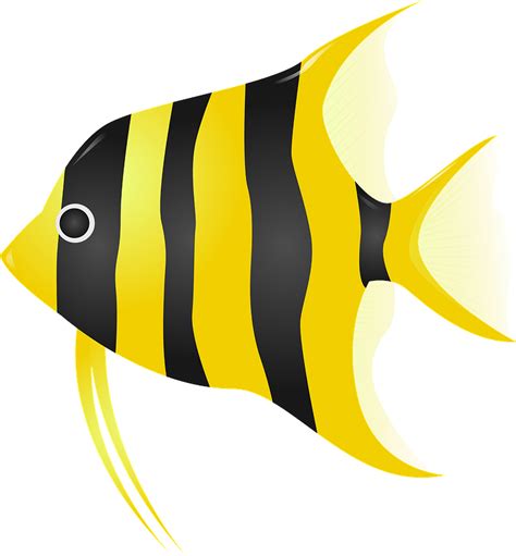 Angelfish clipart. Free download transparent .PNG | Creazilla