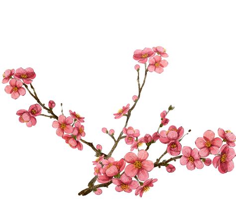 Clip Art Cherry Blossom Transparent Background / Japan Cherry blossom Vector graphics Branch ...