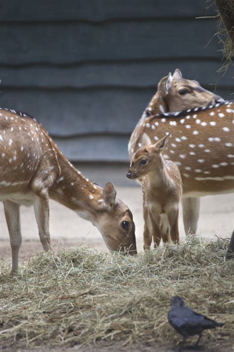 Fawn Axis Deer Standing near Adult at the Artis Royal Zoo | ClipPix ETC ...