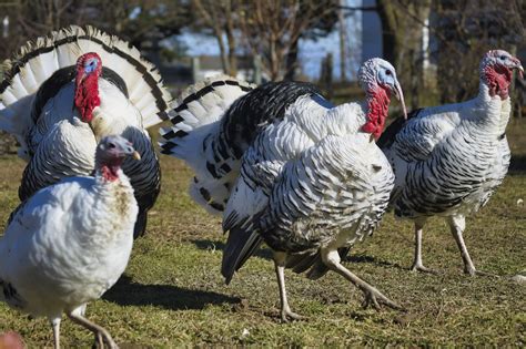 More gobble: New York small turkey farming industry grew 125 percent ...