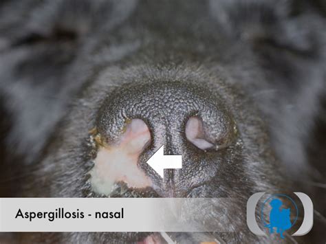 Aspergillosis – nasal | Advanced Veterinary Medical Imaging