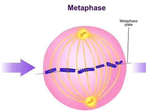 What is Mitosis? | Phases/Stages of Mitosis | Cell Division