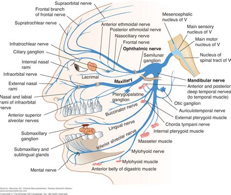 Trigeminal nerve anatomy | Dental anatomy, Facial nerve anatomy, Nerve anatomy