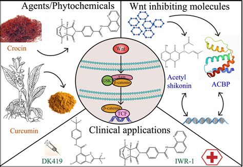 Wnt blocking drugs and pathway inhibitors | Download Scientific Diagram