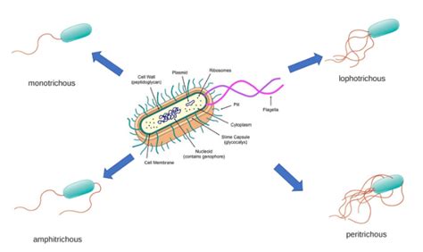 The presence of cluster polar flagella is termed asA.MonotrichousB ...