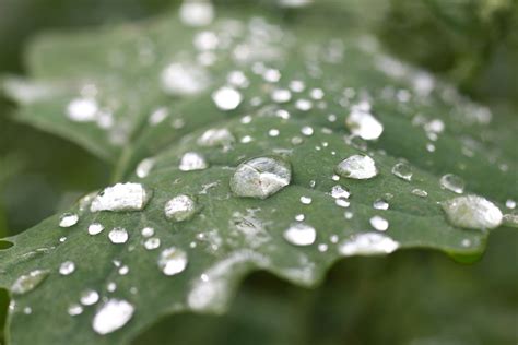 3840x2571 / close up, depth of field, dew, green, leaf, macro, nature, waterdrops 4k wallpaper ...