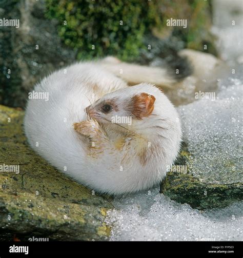 Ermine, Stoat (Mustela erminea) in winter coat grooming. Germany Stock Photo - Alamy