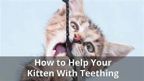 Kitten Teething: When Do They Start And Stop, And How To Help Them