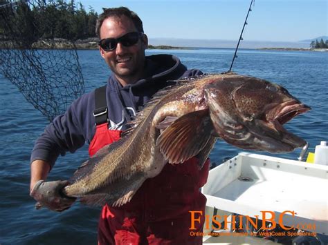 Lingcod Fishing Tips - Catch More Lingcod! | Fly fishing, Fishing tips, Trout fishing tips