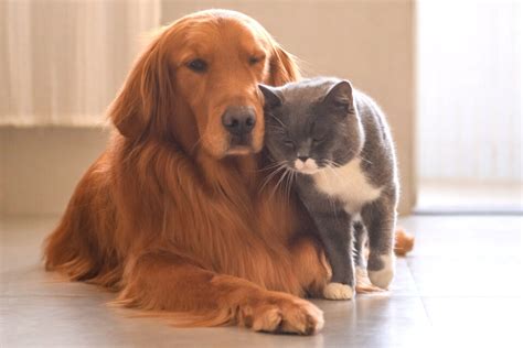 Golden Retrievers and Cats I 11 Things You Need to Know I Discerning Cat