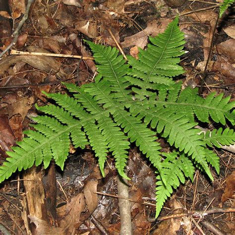 Ferns of Northeastern U.S. | Project Noah