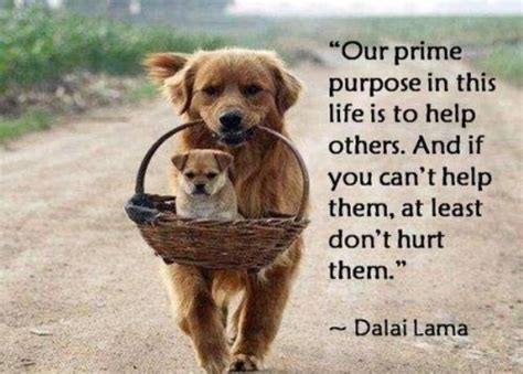 A Dogs Purpose Quotes. QuotesGram