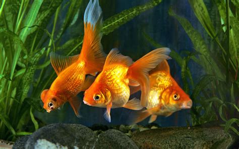 Pregnant Goldfish - Is Your Fish Going to Lay Eggs? - AquariumNexus