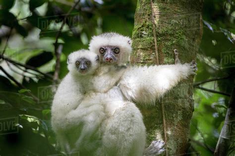 Female Silky Sifaka (Propithecus candidus) with 2-month old offspring ...