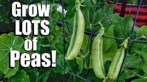 How to Grow Peas- 3 Tips for a Continual Supply, 3 DIY Trellis Ideas // Spring Garden Series #6 ...