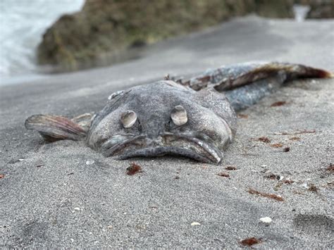 Tourists visiting Caspersen Beach were hoping to find shark teeth, not dead fish from red tide ...