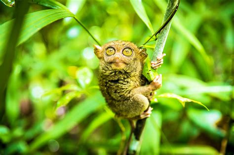 Philippine tarsier - Earth.com - Earth Image Gallery