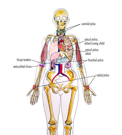 What is Pulse? – Vital Sign Measurement Across the Lifespan – 2nd Canadian Edition