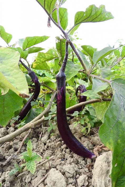 21 of the Best Japanese Eggplant Varieties | Gardener’s Path