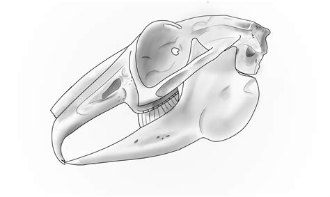 Rabbit Skull Drawing / Improve your drawing skills with this easy ...