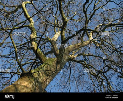 Plane Tree, Hyde Park, London Stock Photo - Alamy