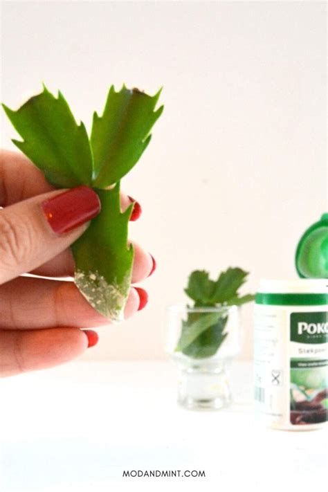 3 Ways to do Christmas Cactus Propagation