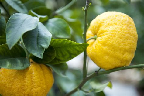 16 Common Citrus Fruit Trees