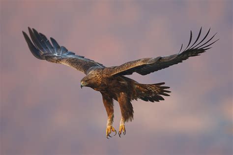 Golden Eagle by BogdanBoev on DeviantArt