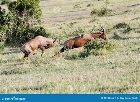 A Topi Antelope Chasing for Fight Stock Photo - Image of alcelaphinae, korrigum: 39102466