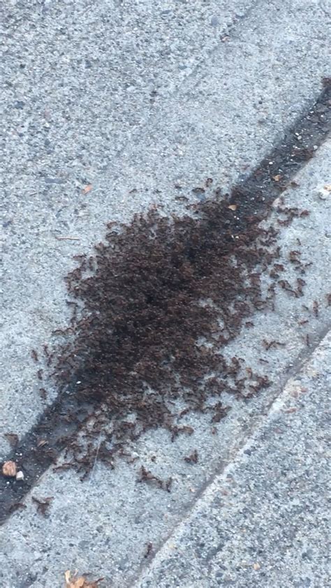 An ant swarm(?) what are they doing and why are they doing it? I didn’t ...