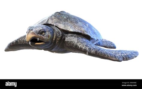 Archelon prehistoric turtle, illustration Stock Photo - Alamy