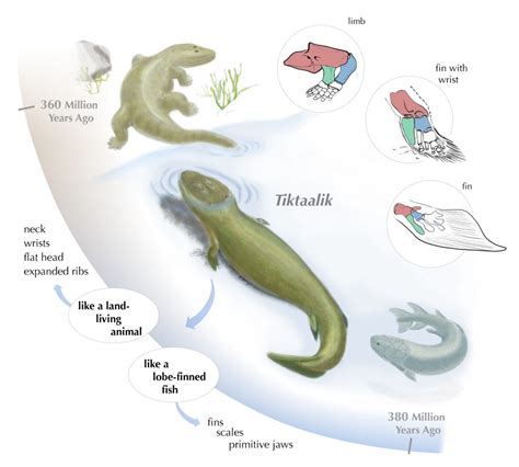 Sarcopterygii: Characteristics, types, habitats and more...