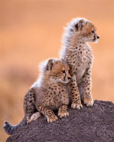 Cute cheetah cubs learn early to seek high ground from which to survey their surroundings. # ...