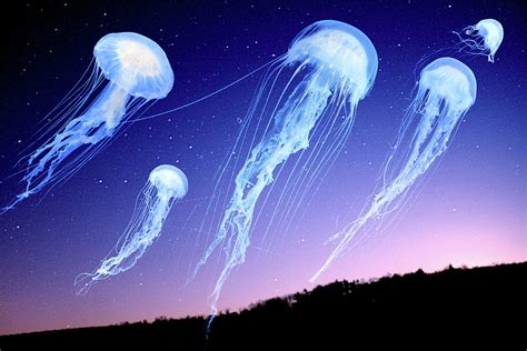 Jellyfish In Night Sky Photograph by Ruth Rado - Pixels