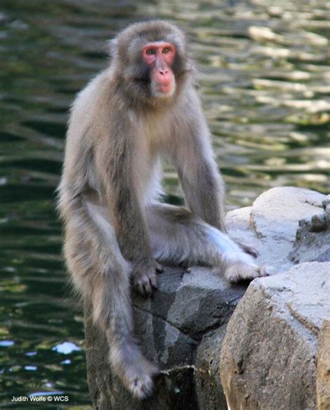 Japanese Macaque: Behavior, Habitat, Diet, and Conservation