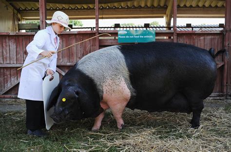 Spotted sheep, fancy pigs at UK's biggest agriculture show - CBS News