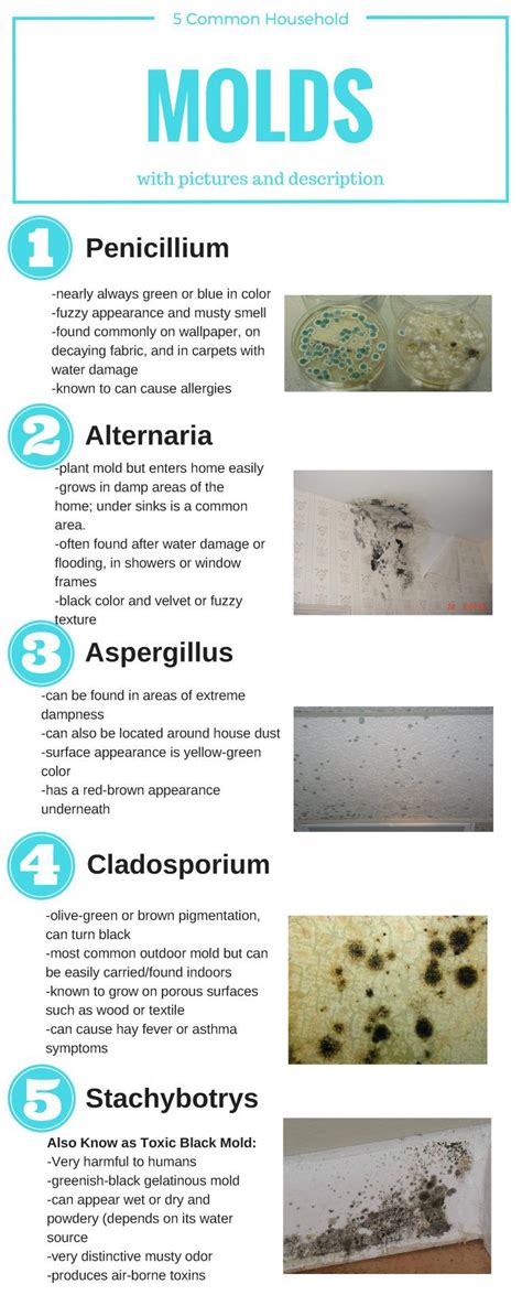 5 common household mold infographic for blog | Types of mold, Mold ...