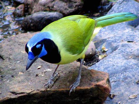 Green Jay by Evelyn Patrick | Nature birds, Pet birds, Colorful birds