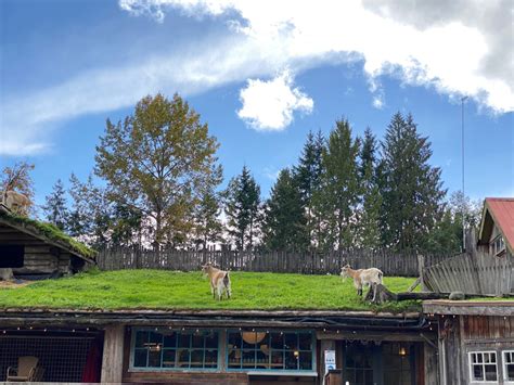 Famous Goats On The Roof At Coombs Market - BestEver.Guide